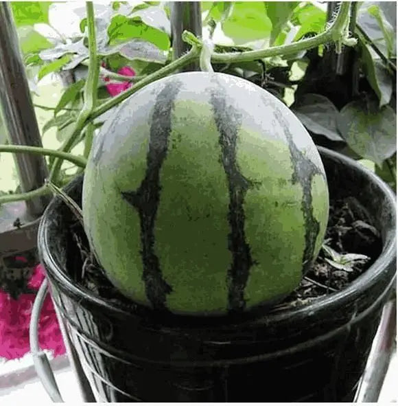 Ruby Watermelon Seeds