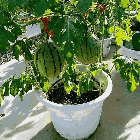 Ruby Watermelon Seeds